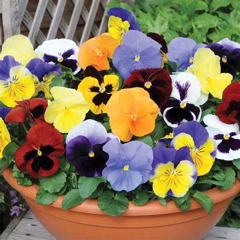 An amazing trailing pansy, &x27;Cool Wave Blueberry Swirl&x27; can cascade more than 2 feet from a basket or window box. . Scented pansy